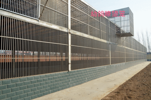 河北辛集最新公棚2024春棚赛实时动态｜信鸽开笼训练成绩与官方排行榜更新