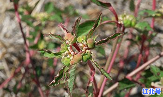 邻水有疫情吗最新消息今天，邻水子中最新消息