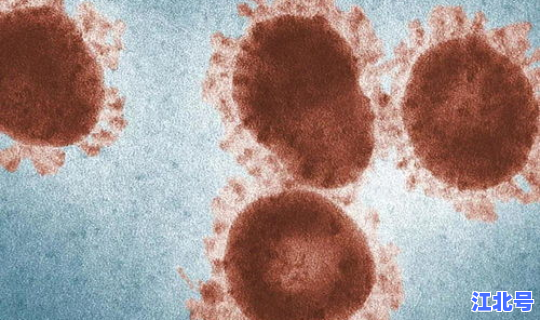 郑州 孕妇 感染新冠病毒	，冠状病毒