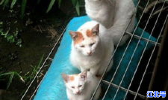 青岛即墨疫情三只猫事件始末(即墨区疫情最新情况)