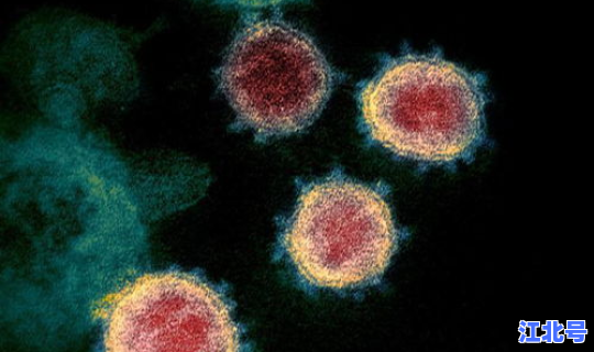 新冠病毒德尔塔毒株致死率(致死率最高的病毒)