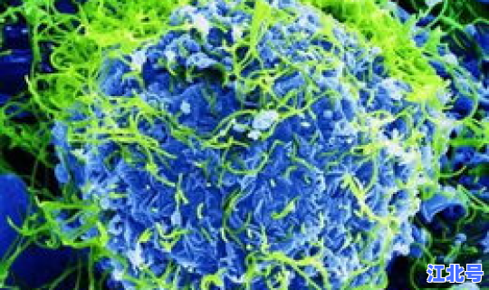 青岛又出现新病毒(最新流行病毒最新消息)