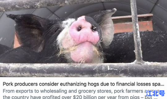 猪疫情最新消息新闻？猪肉疫情
