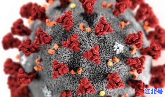 新型冠状病毒山东疫情(2019新型冠状病毒)