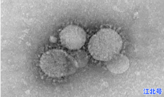 新型冠状病毒的合成？人冠状病毒