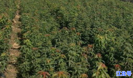 青岛的绿化树种有哪些？绿化苗木有哪些品种