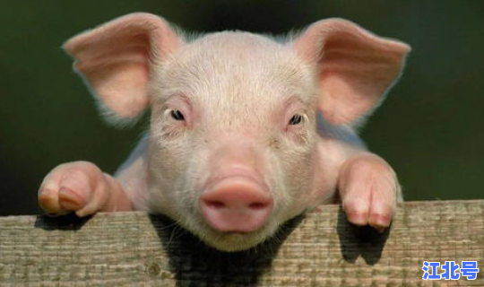 陕西最新疫情播报消息？猪疫情最新消息