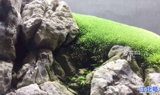 返景入深林复照青苔上解释，返影入深林什么意思