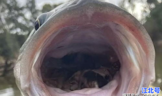 病情还会二次爆发吗(鼠疫还会爆发吗)