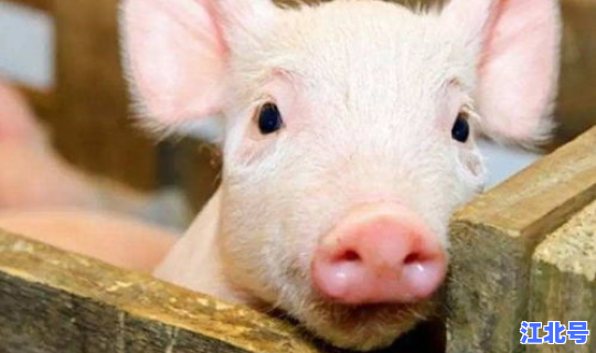 猪瘟最新疫情症状？猪瘟症状
