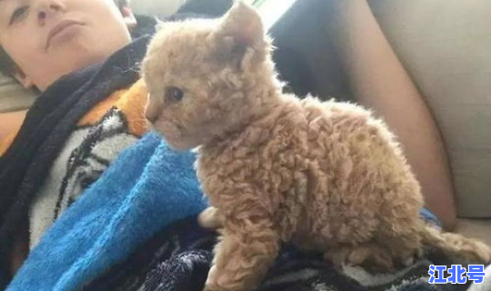 青岛即墨疫情三只猫事件 青岛流浪猫收容中心