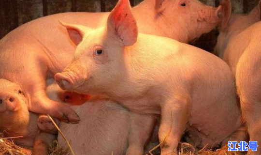 疫情期间养猪风险大吗，生猪养殖的风险有哪些