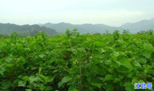 浙江上虞绍兴天气预报15天 上虞市天气预报