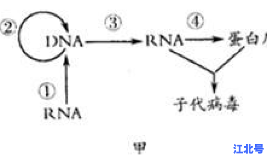 核酸阳性一定携带病毒有传染性，核酸阳性表示什么意思
