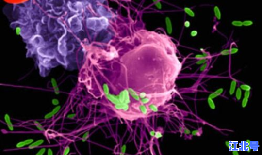 病毒突变原理 病毒为什么容易变异