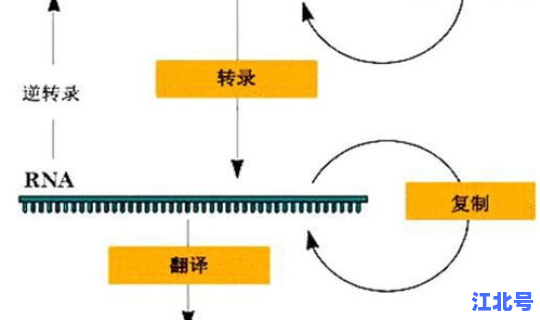病毒基因序列测定 病毒基因检测是什么