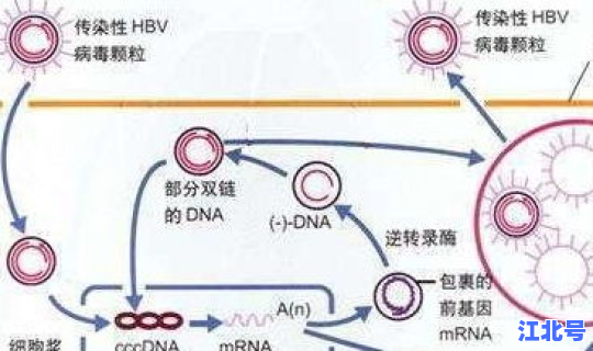 病毒变异一定是坏事吗 乙肝病毒变异