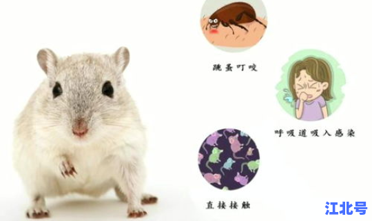 银川确诊一例鼠疫病例，鼠疫病例