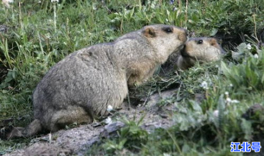 鼠疫病例中危害最大的是，鼠疫病