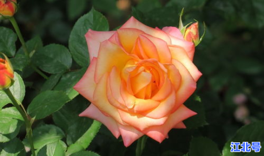 2022年端午节调休是补哪天的(端午节是哪一天?) 2022年端午节调休是补哪天的(端午节是哪一天?)