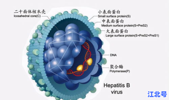 河北最新病毒感染2020年(病毒感染和细菌感染的区别)