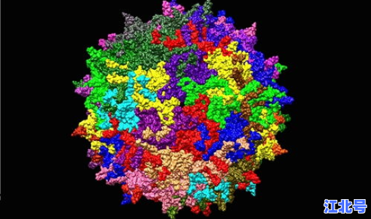 美国 新冠病毒 上海新型冠状病毒
