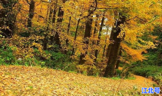 葛仙山风景在哪里？彭州葛仙山