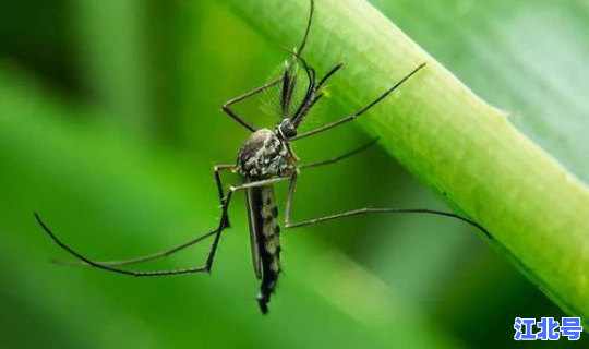 广州疫情蚊子在哪个区最多，蚊子多