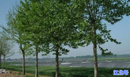 青岛城市绿化树种有哪些名字？青岛的市树是什么树