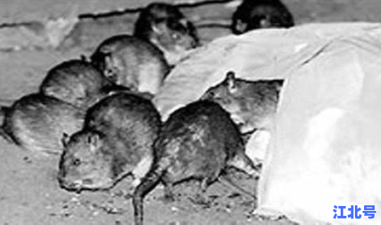 鼠疫的死亡 得了鼠疫能活多久