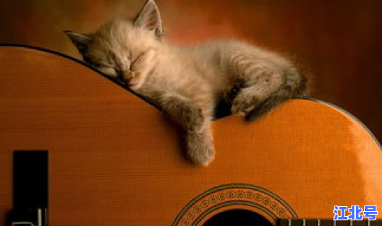 疫情扔猫狗(疫情期间有被饿死的猫和狗吗)