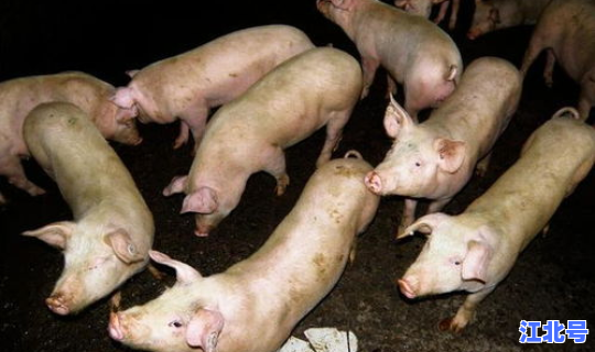 疫情影响下养猪行业的发展论文 养猪行业的现状和发展前景