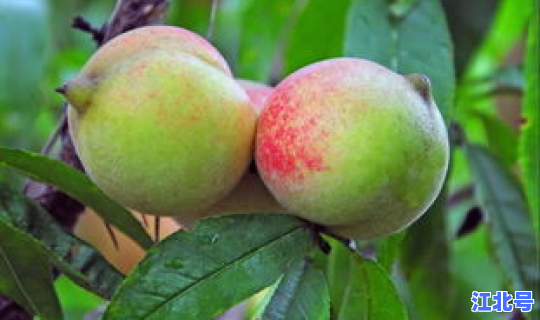 广州采摘园都有哪些品种(广州可以种什么水果)