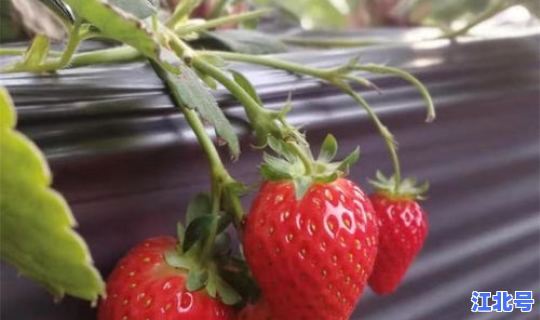 广州采摘园排名第一的是谁啊？天津草莓采摘园排名