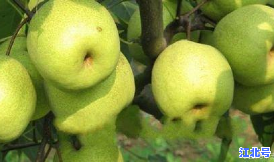 梨乡莱阳之歌 莱阳梨是什么梨