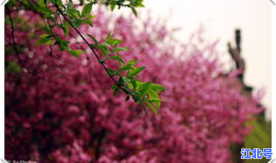 4月4日的生日花 10月24日
