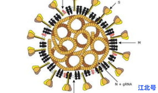 北京新冠状病毒最新 新型冠状病毒感染