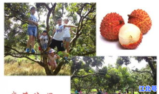 从化摘荔枝一天游？从化荔枝广场介绍