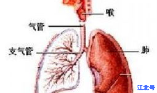 广东病毒肺炎最新消息(病毒性肺炎能自愈吗) 广东病毒肺炎最新消息(病毒性肺炎能自愈吗)