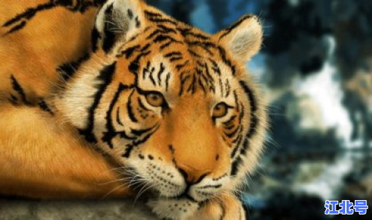 1966年是几月几号立春 1966年属蛇还是马