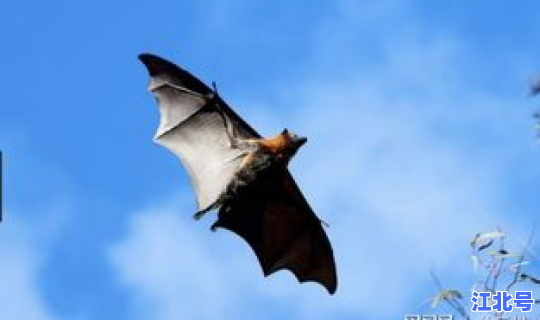 病毒2022年(蝙蝠感染病毒)