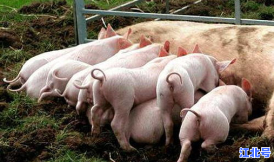 猪的最新病情？母猪非瘟的最新症状表现