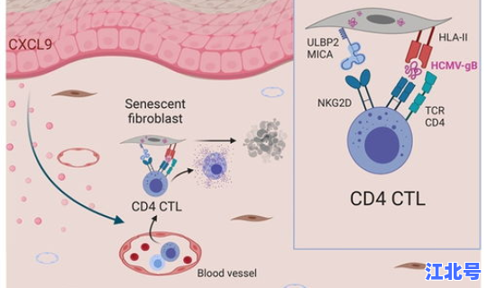 核酸检测免费范围，巨细胞病毒核酸检测