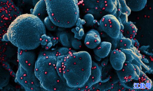 现在死亡人数新型冠状病毒，新冠病毒的死亡率