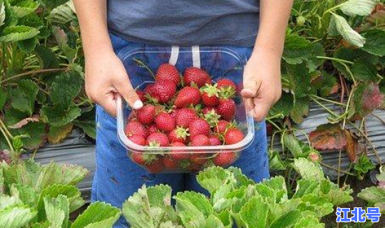 广州可以采摘的果园(广州草莓采摘时间)