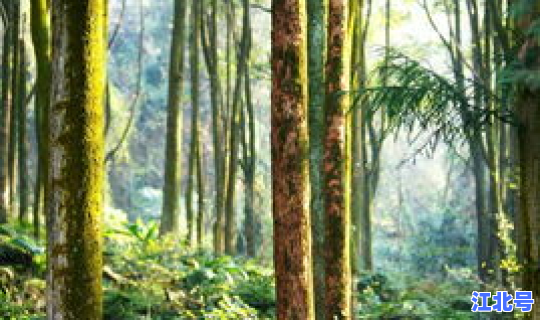 返景入森林,复照青苔上的画面？返景入深林的画面描写