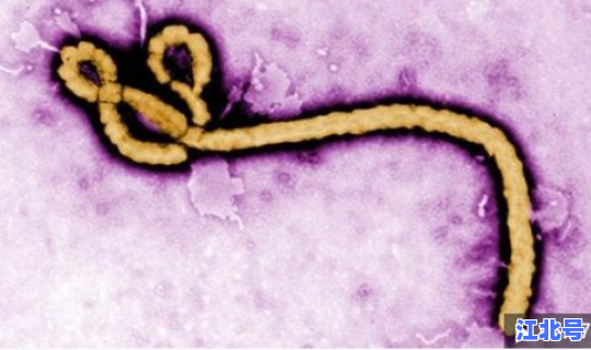 得新冠病毒的名人有哪些(新型冠状病毒属于什么病毒)