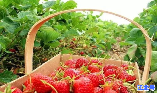 广州哪里可以摘菜吃，广州哪里可以采摘草莓