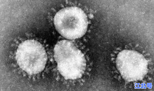 新型冠状病毒的合成(新型冠状病毒是什么)