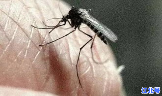 河南出现病毒了吗(河南病毒)